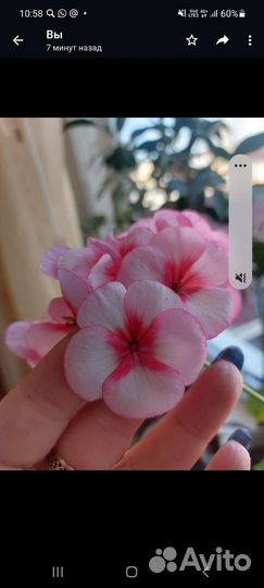 Герань пеларгония цветущее растение