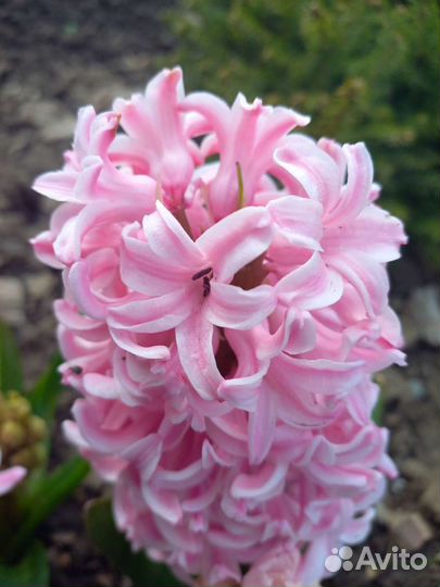 Луковицы гиацинтов