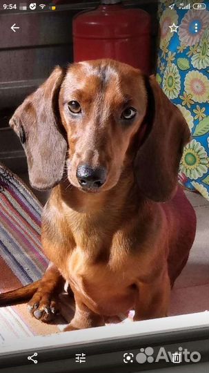 Карликовая такса (вязка)