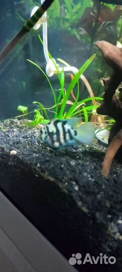 Сапфировый попугай-панда