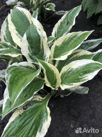 Хоста Патриот