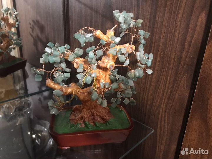 Денежное дерево