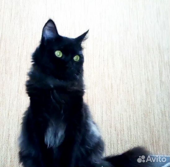 Потерялся котик