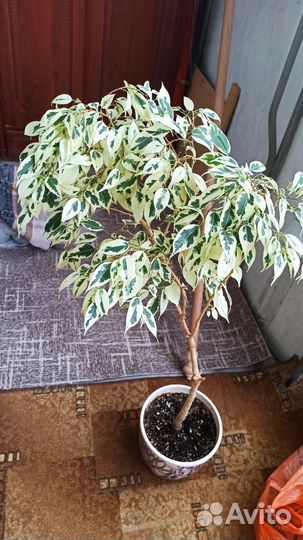 Цветы комнатные взрослые