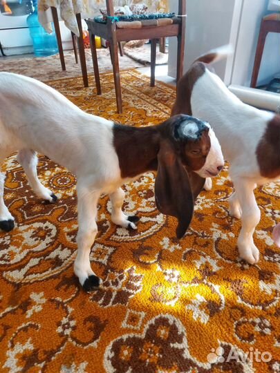 С/х животные