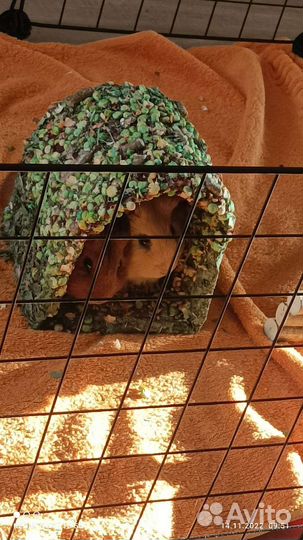 Морских свинка вязка