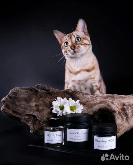 Вязка бенгальский кот Elisey Crimean Pride