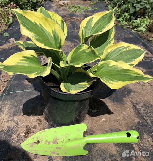 Растения для сада