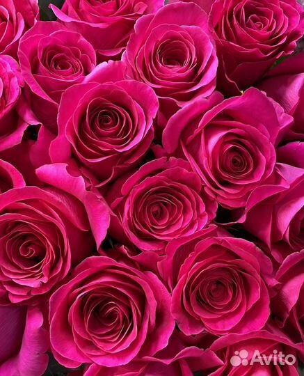 Розы эквадор