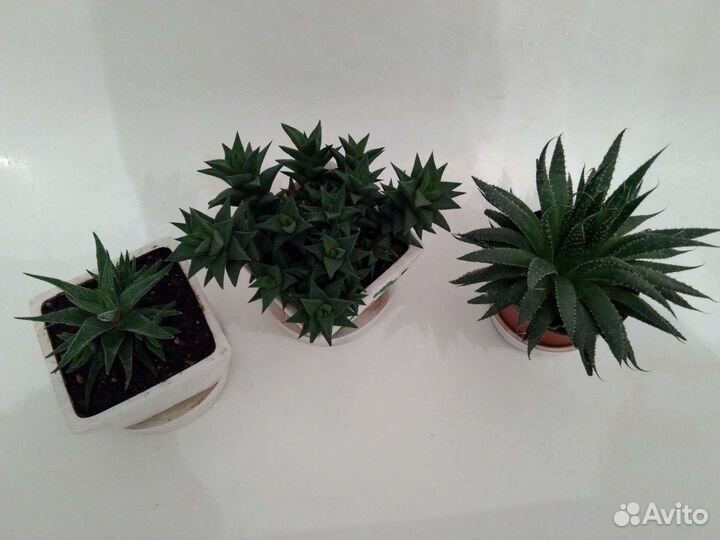 Суккуленты