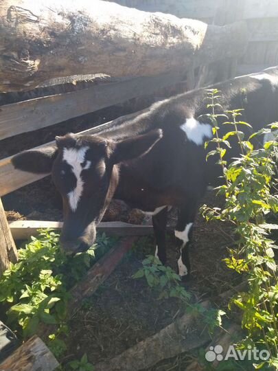 Телочка 4 мес