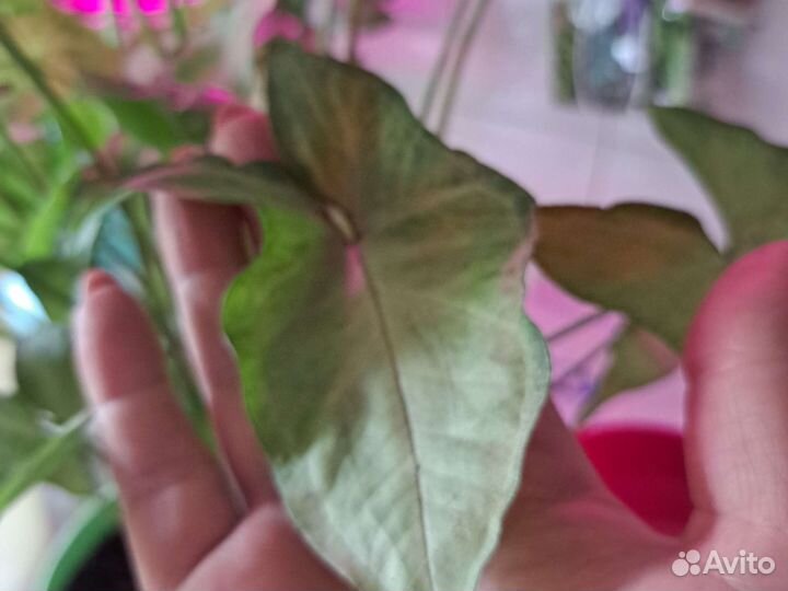 Сингониумы