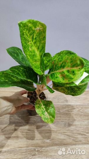 Аглаонема тайланд