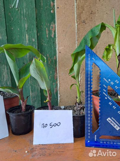 Банан японский