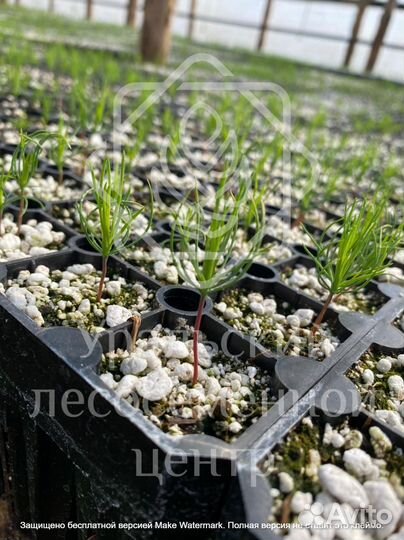 Сеянцы для лесовосстановления сосна зкс