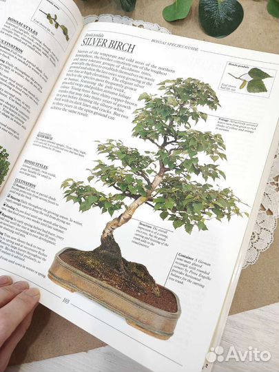 Книга про бонсай на английском языке