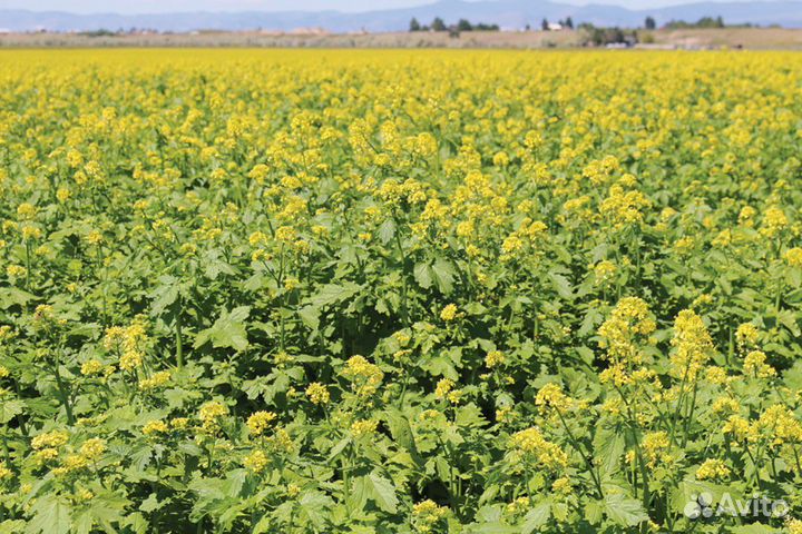 Семена горчицы сидерат