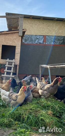 Куры несушки молодки Минорка