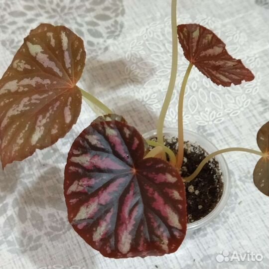 Бегонии природники