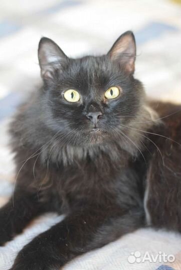 В добрые руки