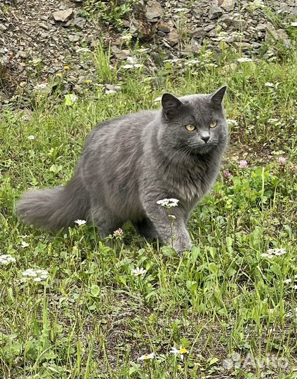 Котята отдам в добрые руки бесплатно
