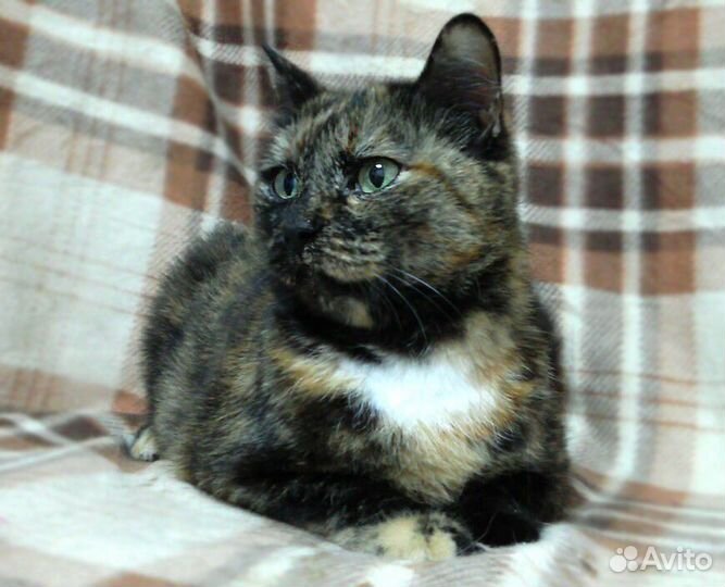 Красивая кошечка