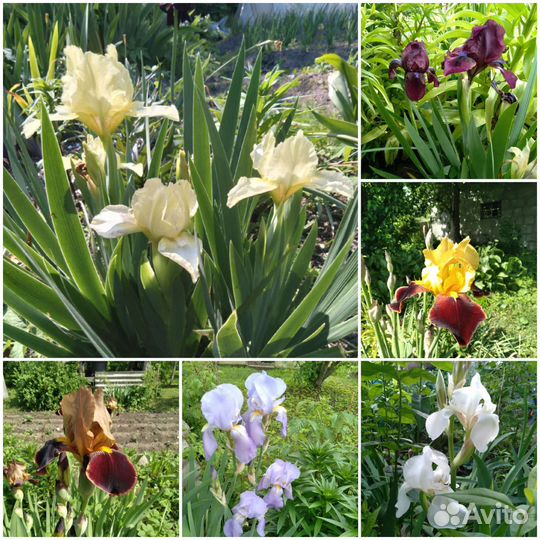 Ирис, дороникум, флокс, хризантема