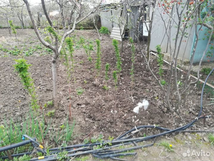 Малиновое дерево. Сорт Таруса