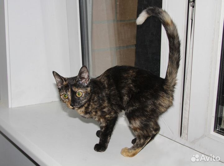 Арабика - экзотическая привитая девочка в дар