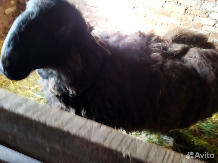 Овцы бараны