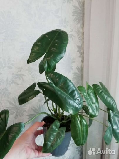 Филодендрон бурле маркс
