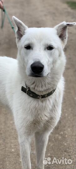 Собаки бесплатно