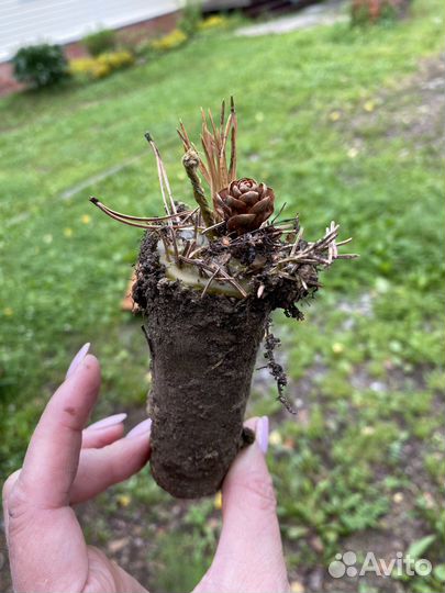 Свечи земляные очищение