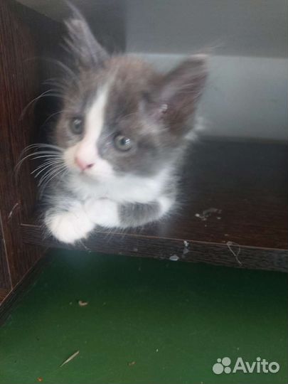 Котята мейн-кун