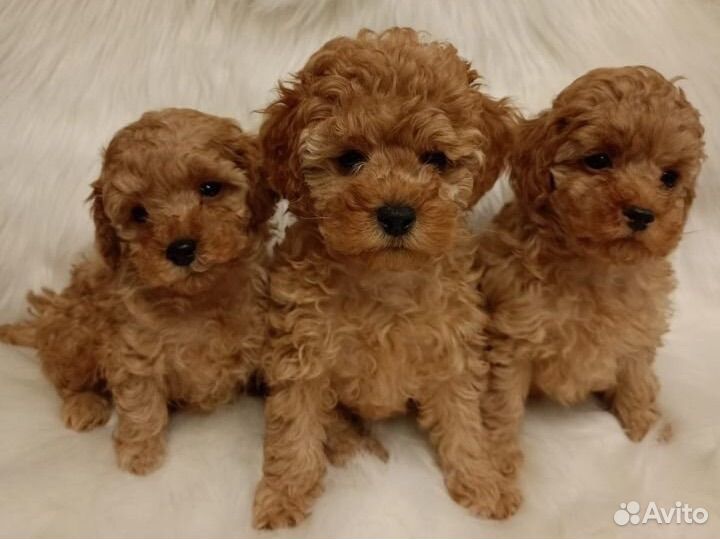 Той-пудель красавцы