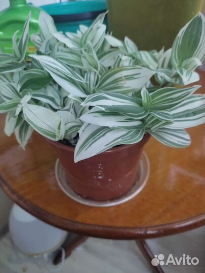 Сеткреазия вариегатная