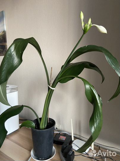 Амазонская лилия