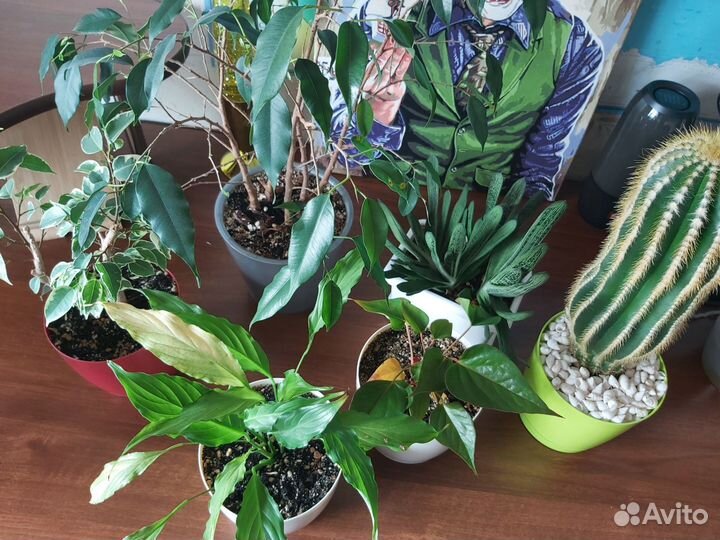 Комнатные растения цветы