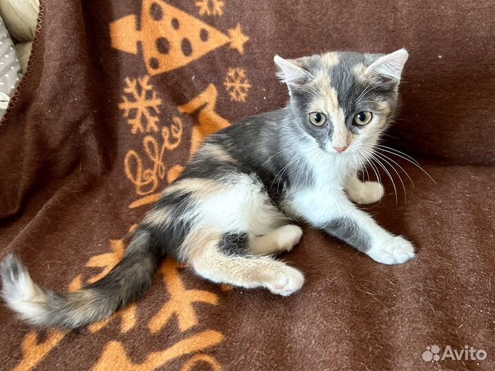 Котёнок Плюша в добрые руки