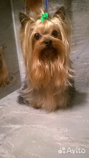 Йоркширский терьер. Красавчик. Вязка