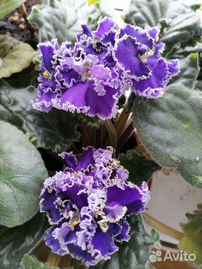 Сортовые фиалки