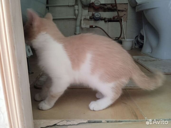 Котенок в добрые руки