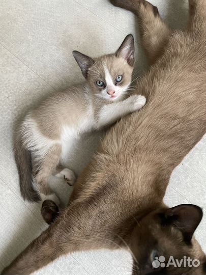 Кошка