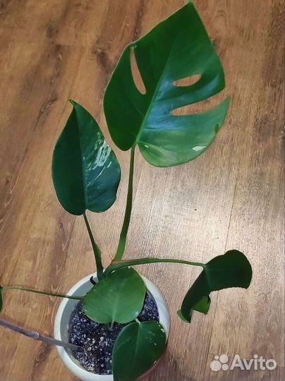 Монстера альба