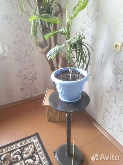 Диффенбахия