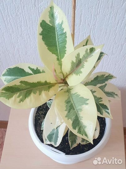 Фикус Мелани вариагатный