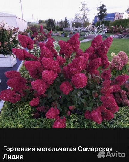 Гортензия Кровавая Мери (Бонфайер) Пиксио