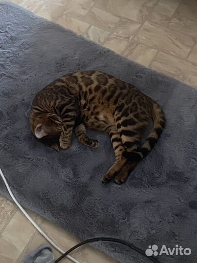 Продам бенгальскую кошку