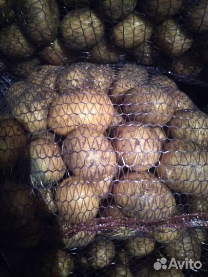 Продам картофель