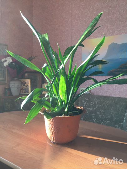 Продам сансивиерию в горшке (4 взрослых куста)